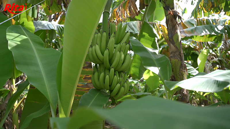 banana farm 4